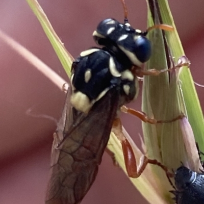 Pergagrapta latreillii (Sawfly) at Higgins, ACT - 9 Dec 2022 by MattM