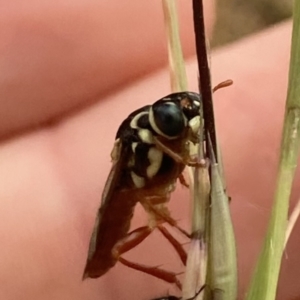 Pergagrapta latreillii at Higgins Woodland - 9 Dec 2022