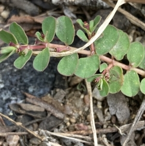 Euphorbia dallachyana at Higgins, ACT - 9 Dec 2022 06:23 PM