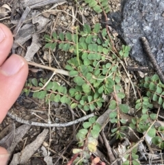 Euphorbia dallachyana at Higgins, ACT - 9 Dec 2022 06:23 PM