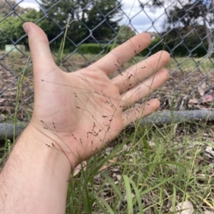 Panicum effusum at Higgins, ACT - 9 Dec 2022