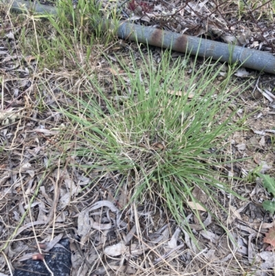 Chloris truncata (Windmill Grass) at Higgins, ACT - 9 Dec 2022 by MattM