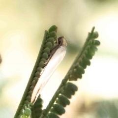 Xylorycta assimilis at O'Connor, ACT - 7 Dec 2022