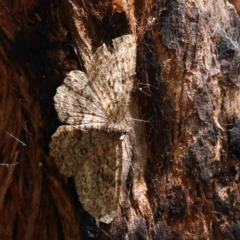 Ectropis fractaria (Ringed Bark Moth) at O'Connor, ACT - 6 Dec 2022 by ConBoekel