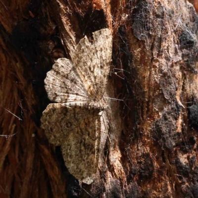 Ectropis fractaria (Ringed Bark Moth) at O'Connor, ACT - 7 Dec 2022 by ConBoekel