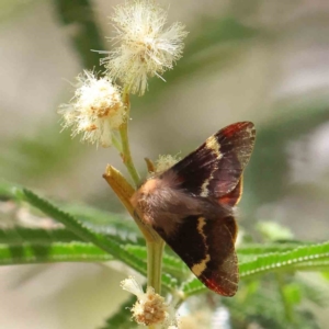 Nataxa flavescens at O'Connor, ACT - 7 Dec 2022