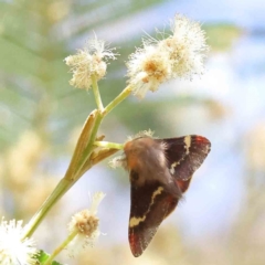 Nataxa flavescens at O'Connor, ACT - 7 Dec 2022 10:27 AM