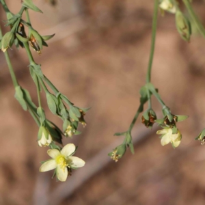 Hypericum gramineum at O'Connor, ACT - 7 Dec 2022