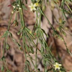 Hypericum gramineum at O'Connor, ACT - 7 Dec 2022 11:33 AM