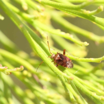 Sidnia kinbergi (Australian crop mirid) at O'Connor, ACT - 6 Dec 2022 by ConBoekel