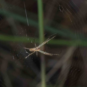 Leucauge sp. (genus) at O'Connor, ACT - 7 Dec 2022 09:52 AM