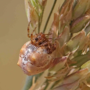 Phoroncidia sextuberculata at O'Connor, ACT - 7 Dec 2022