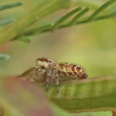 Opisthoncus sp. (genus) (Opisthoncus jumping spider) at O'Connor, ACT - 7 Dec 2022 by ConBoekel