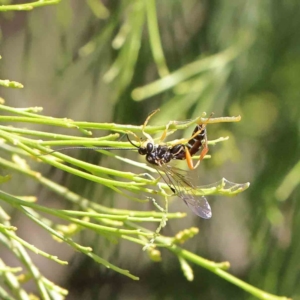 Ichneumonidae (family) at O'Connor, ACT - 7 Dec 2022