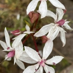 Burchardia umbellata (Milkmaids) at Fentons Creek, VIC - 27 Oct 2022 by KL