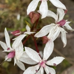 Burchardia umbellata (Milkmaids) at Fentons Creek, VIC - 26 Oct 2022 by KL