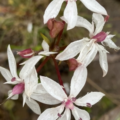 Burchardia umbellata (Milkmaids) at Fentons Creek, VIC - 27 Oct 2022 by KL
