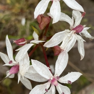 Burchardia umbellata (Milkmaids) at Fentons Creek, VIC - 26 Oct 2022 by KL