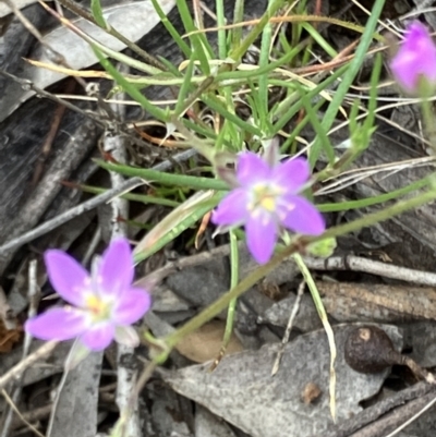 Spergularia rubra (Sandspurrey) at Fentons Creek, VIC - 25 Nov 2022 by KL