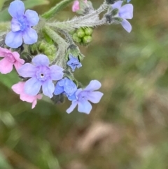 Cynoglossum australe (Australian Forget-me-not) at Hughes, ACT - 2 Dec 2022 by KL