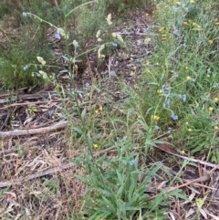 Cynoglossum australe at Hughes, ACT - 2 Dec 2022