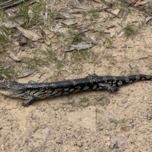 Tiliqua nigrolutea at Cotter River, ACT - 9 Dec 2022 03:49 PM