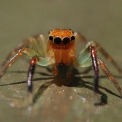 Prostheclina amplior (Orange Jumping Spider) at ANBG - 9 Dec 2022 by patrickcox