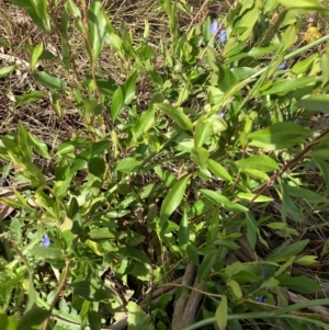 Billardiera heterophylla at Hughes, ACT - 1 Dec 2022