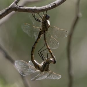 Hemicordulia tau at Acton, ACT - 9 Dec 2022 01:30 PM