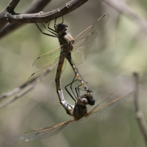 Hemicordulia tau at Acton, ACT - 9 Dec 2022 01:30 PM