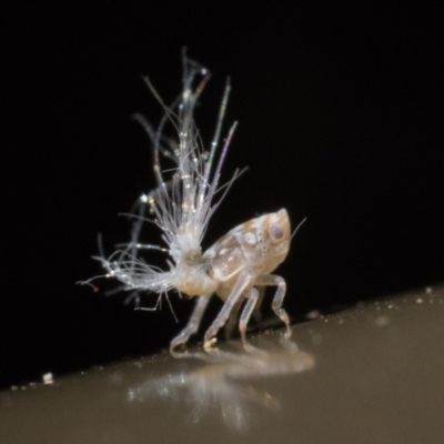 Scolypopa australis (Passionvine hopper, Fluffy bum) at Acton, ACT - 9 Dec 2022 by patrickcox