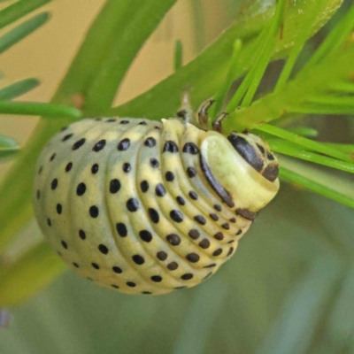 Dicranosterna immaculata (Acacia leaf beetle) at O'Connor, ACT - 7 Dec 2022 by ConBoekel