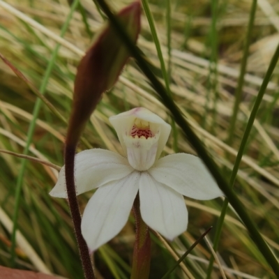 Caladenia alpina (Mountain Caps) at Cotter River, ACT - 7 Dec 2022 by JohnBundock