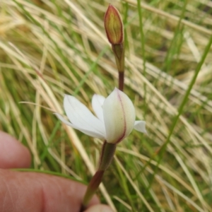 Caladenia alpina at Cotter River, ACT - 7 Dec 2022