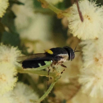 Odontomyia hunteri (Soldier fly) at O'Connor, ACT - 6 Dec 2022 by ConBoekel