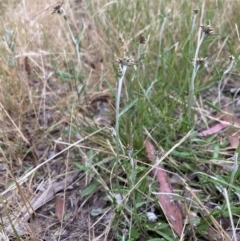 Euchiton japonicus (Creeping Cudweed) at Higgins, ACT - 9 Dec 2022 by MattM