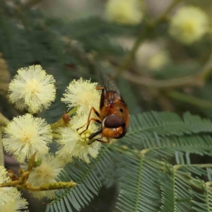 Austalis pulchella at O'Connor, ACT - 7 Dec 2022