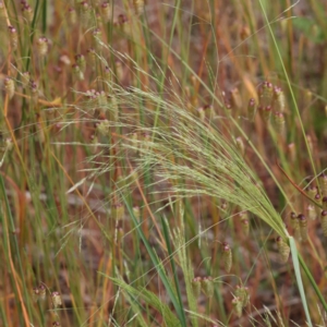 Lachnagrostis filiformis at O'Connor, ACT - 7 Dec 2022