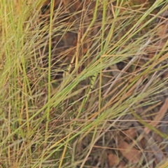 Lachnagrostis filiformis at O'Connor, ACT - 7 Dec 2022 10:55 AM