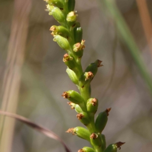 Microtis sp. at O'Connor, ACT - 7 Dec 2022