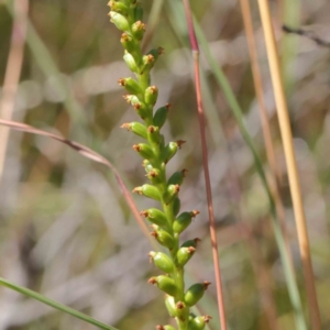 Microtis sp. at O'Connor, ACT - suppressed