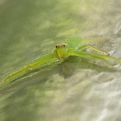 Cetratus rubropunctatus (Long green crab spider) at Acton, ACT - 9 Dec 2022 by patrickcox