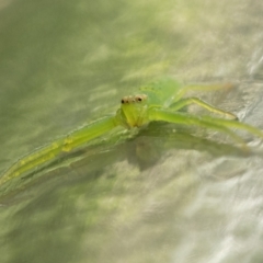 Cetratus rubropunctatus at Acton, ACT - 9 Dec 2022 by patrickcox