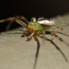 Australomisidia pilula (Lozenge-shaped Flower Spider) at ANBG - 9 Dec 2022 by patrickcox