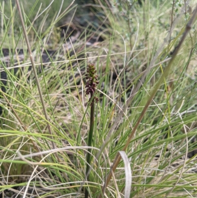 Corunastylis nuda (Tiny Midge Orchid) at Tennent, ACT - 16 Jan 2022 by MattM