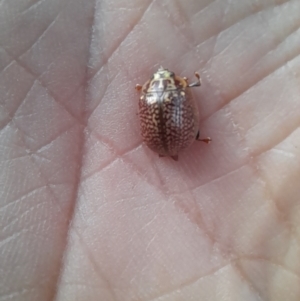 Paropsisterna decolorata at Belconnen, ACT - 9 Dec 2022