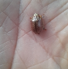 Paropsisterna decolorata at Belconnen, ACT - 9 Dec 2022