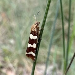 Subfurcatana subfurcatana (A Tortricid moth) at Cotter River, ACT - 9 Dec 2022 by Pirom