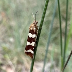 Subfurcatana subfurcatana at Cotter River, ACT - 9 Dec 2022