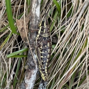 Monistria concinna at Cotter River, ACT - 9 Dec 2022